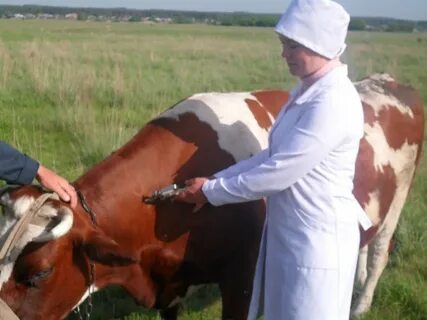 Уколы крс