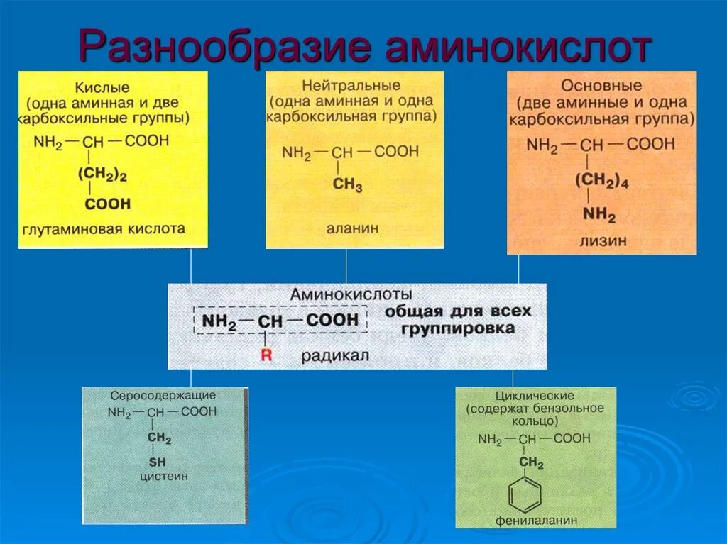 Кислотно основные аминокислоты