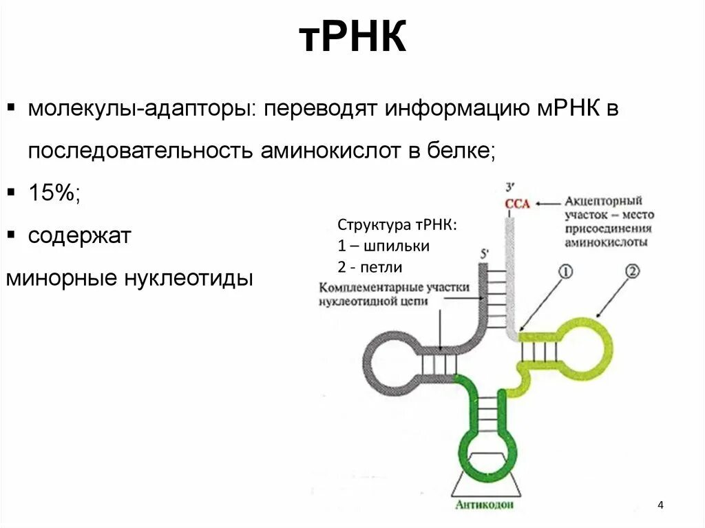 Структурная формула ТРНК. ТРНК строение петли. Строение ТРНК Центральная петля. Строение вторичной структуры ТРНК.