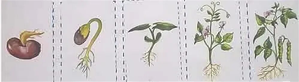 Этапы развития растений. Стадии развития растений. Стадии развития растения из семени. Стадии развития растений для дошкольников.