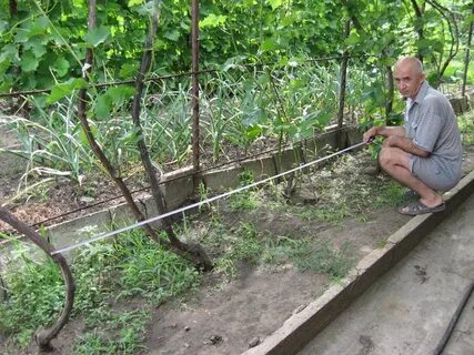 Подвязка винограда