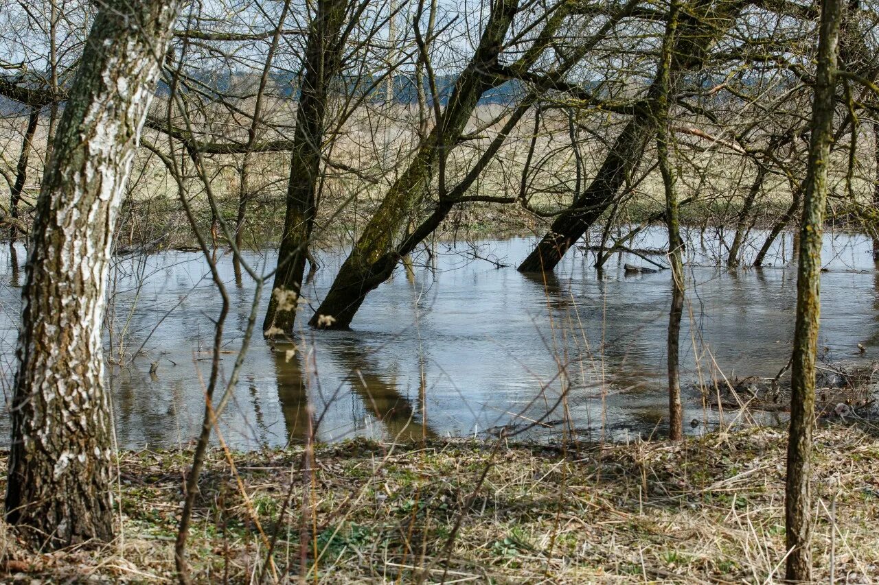 Уровень воды в жиздре козельск сегодня. Река Жиздра разлив. Разлив в Козельске. Козельск Жиздра. Разлив Жиздры в Козельске.
