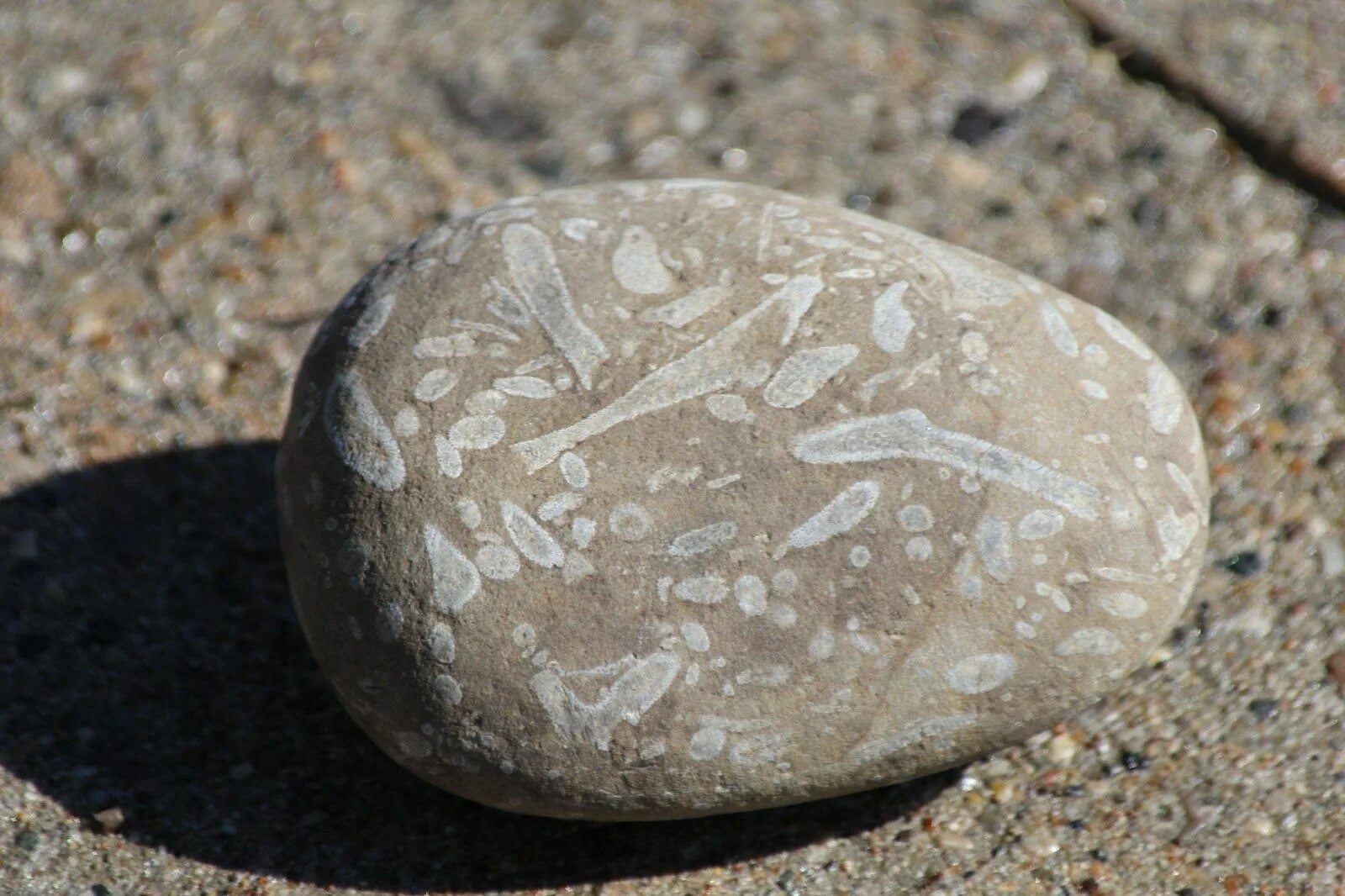 Галька окаменелый коралл. Окаменелые камни. Окаменелости в камнях. Окаменелости в гальке.