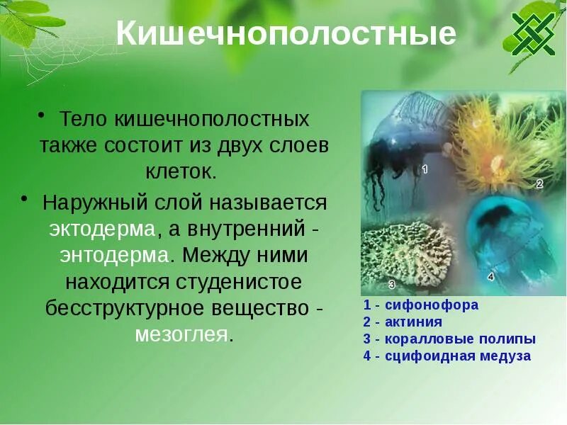 Презентация кишечнополостные 7 класс биология. Кишечнополостные биология. кишечнополостные презентация. презентация по биологии кишечнополостные. кишечнополостные организмы.