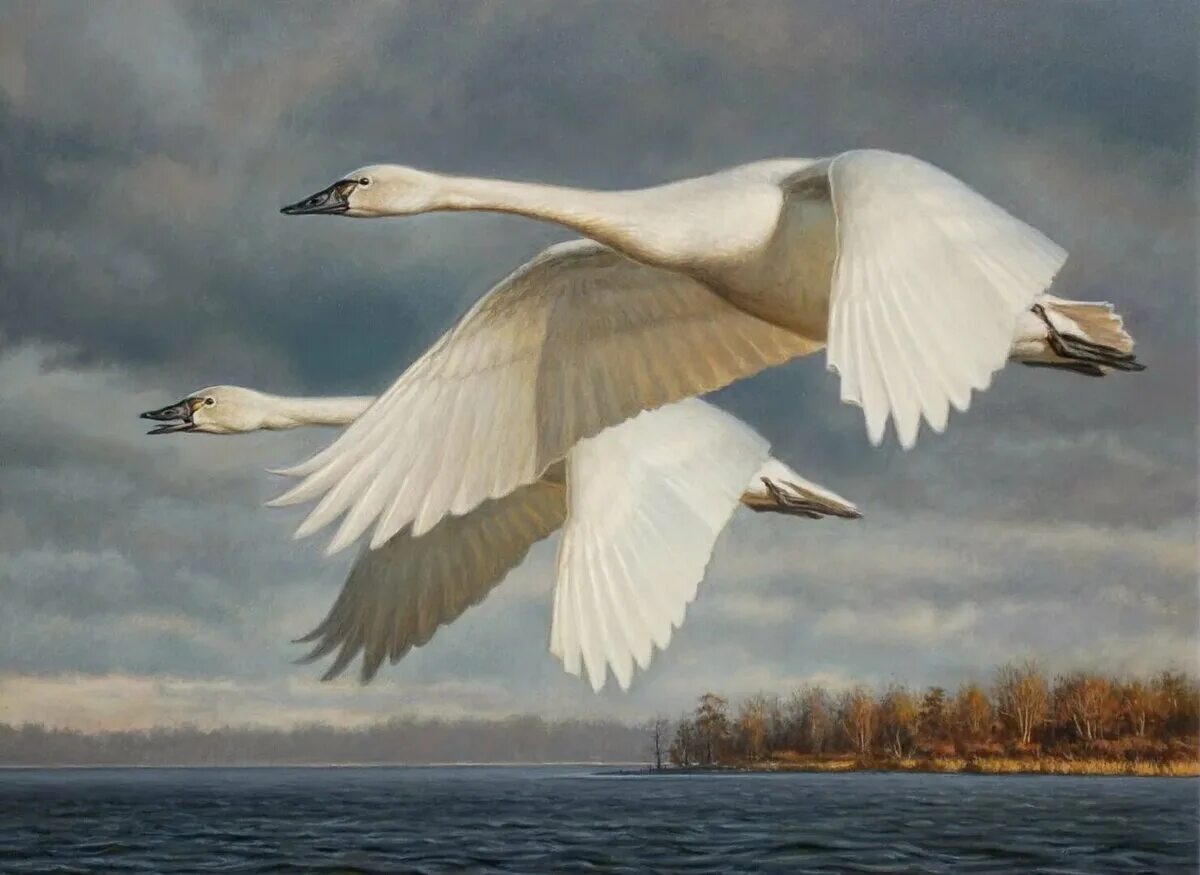 Лебеди летят. Лебеди в небе. Стая лебедей. Полет лебедя.