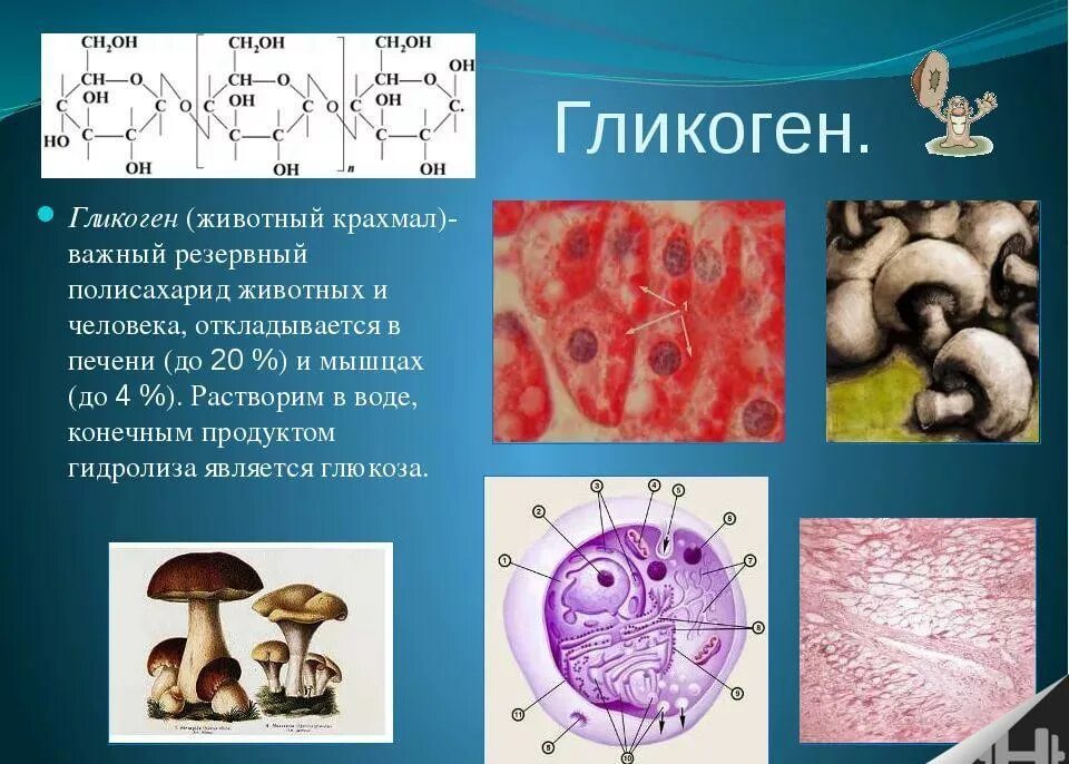 Гликоген у грибов. Гликоген. Запасает гликоген. Гликоген у животных. Гликоген это в биологии.