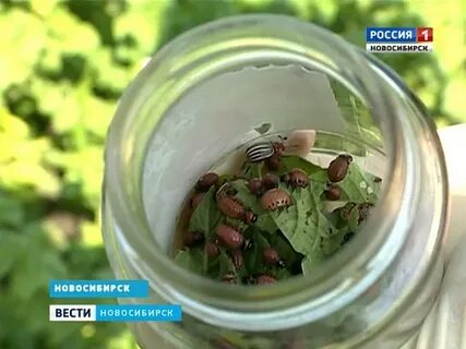 Жуки в банке
