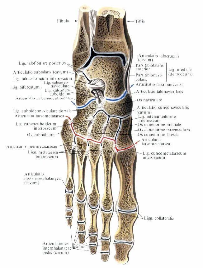 шопаров сустав анатомия. голеностопный сустав подтаранный сустав. предплюсно-плюсневые суставы (лисфранков сустав). соединение костей стопы. шопаров сустав анатомия.