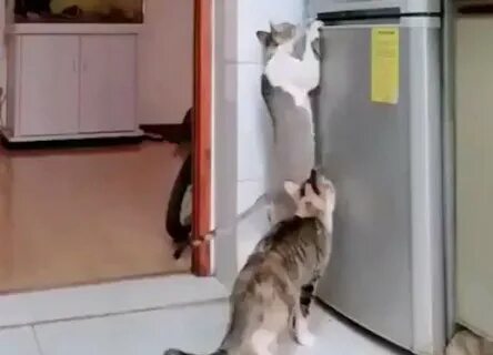 Кот открывай видео