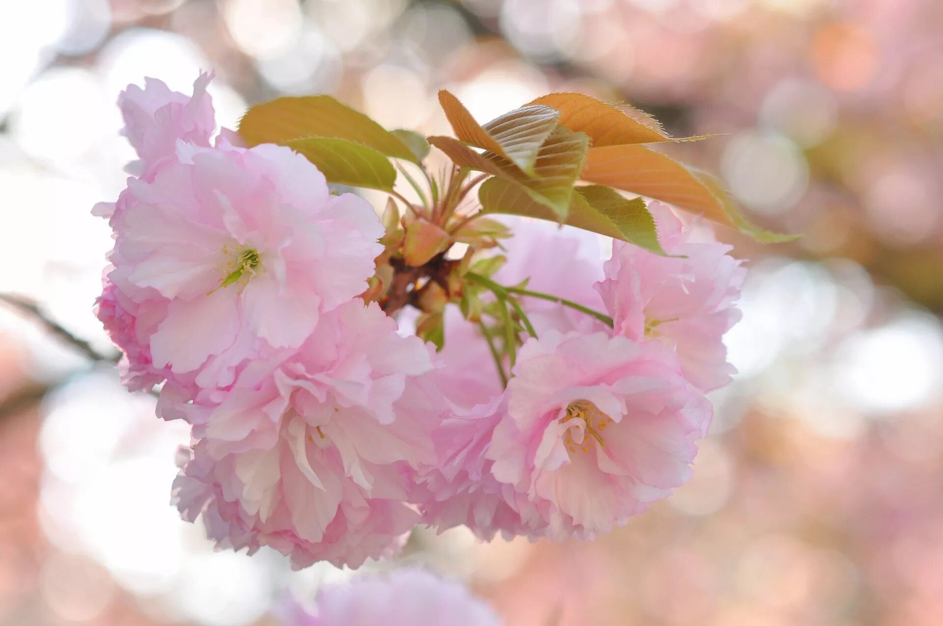 Нежная сакура. Сакура цветы и листья. Розовые цветы. Нежные весенние цветы. Цветы на ветке.
