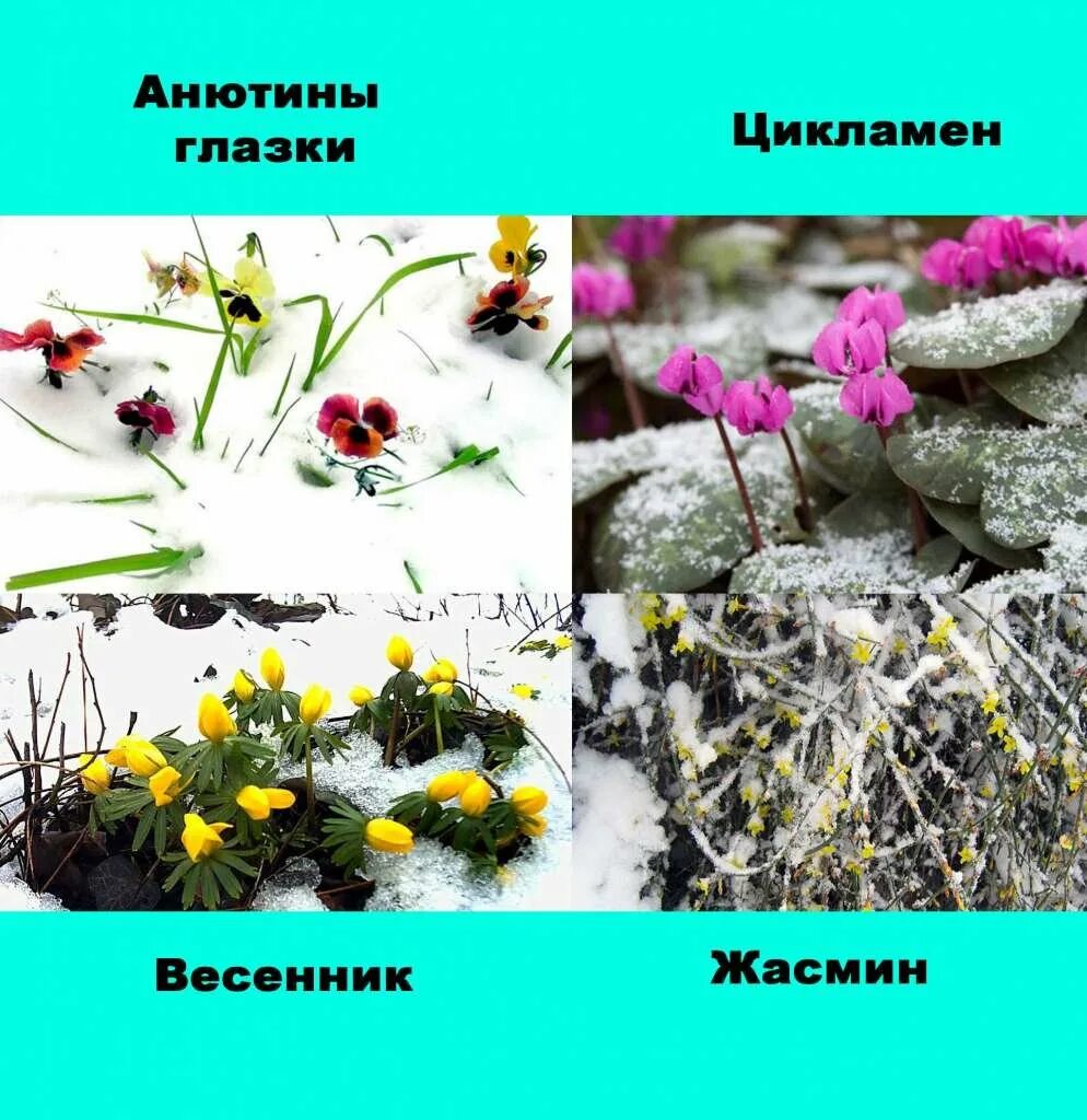 Растения которые растут зимой. Растения растущие зимой. цветы которые растут зимой. цветы растущие зимой.