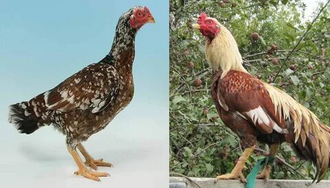 Tall chicken