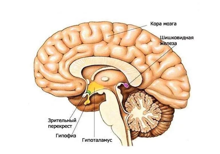 Гипофиз эпифиз таламус. Таламус гипоталамус эпифиз. Эпифиз головного мозга анатомия. Гипофиз и шишковидная железа.