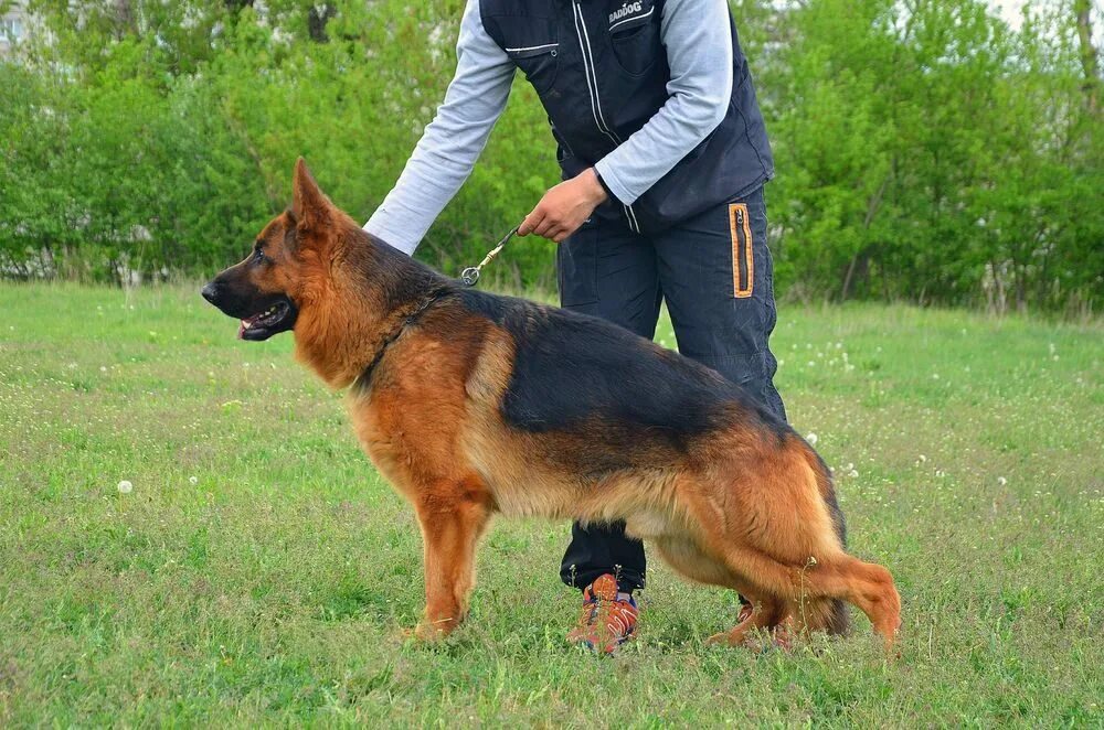 Немецкая овчарка кобель для спаривания. Кобель черной немецкой овчарки для вязки. Немецкий кобель для вязки. Немецкий кобель для вязки. Немецкая овчарка длинношерстная и короткошерстная.