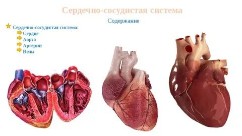 Содержание сердечный
