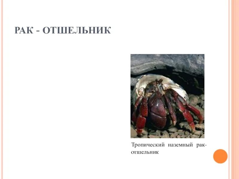 Рак отшельник дышит жабрами. Диогеновый рак-отшельник. рак-отшельник сообщения окружающий мир 3 класс. что такое отшельник текст. рассказ для окружающего мира про раков-отшельников.