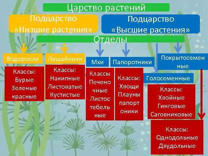 Какие признаки в основе систематики водорослей. Схема систематика растений водоросли. царство растений подцарство. 5 класс биология:царство растений отдел водорослей. царство растения подцарство высшие растения.