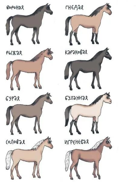 Клички коней. Имена для лошадей. Имена для лошадок. Красивые имена для лошадей. Как называют лошадей клички