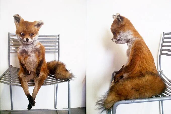 Упоротая лиса сидит на стуле. Лис сидит на стуле. Упоротая лиса. Лис сидит на стуле. Упоротый лис.