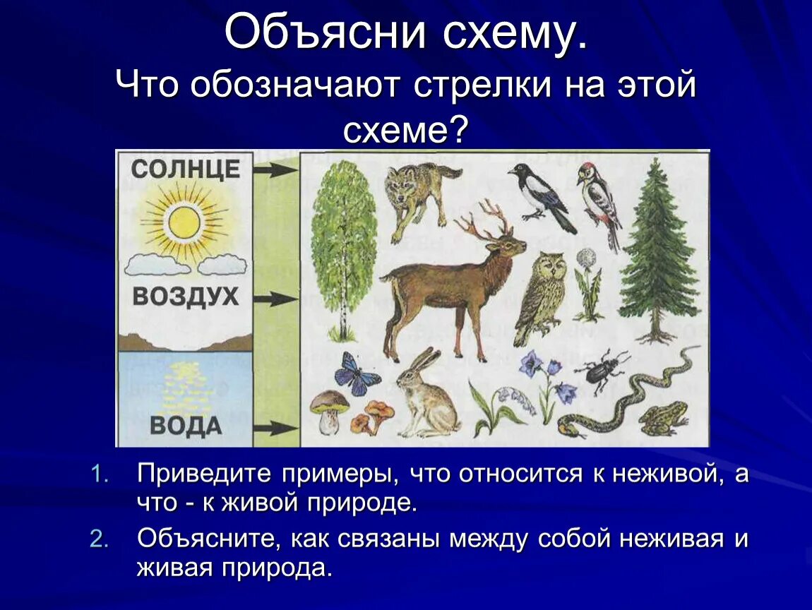 Привести пример живой и неживой природы. Связь между объектами живой и неживой природы. Взаимосвязь живой и неживой природы. Взаимосвязь между живой и неживой природой. Взаимосвязи в живой природе.