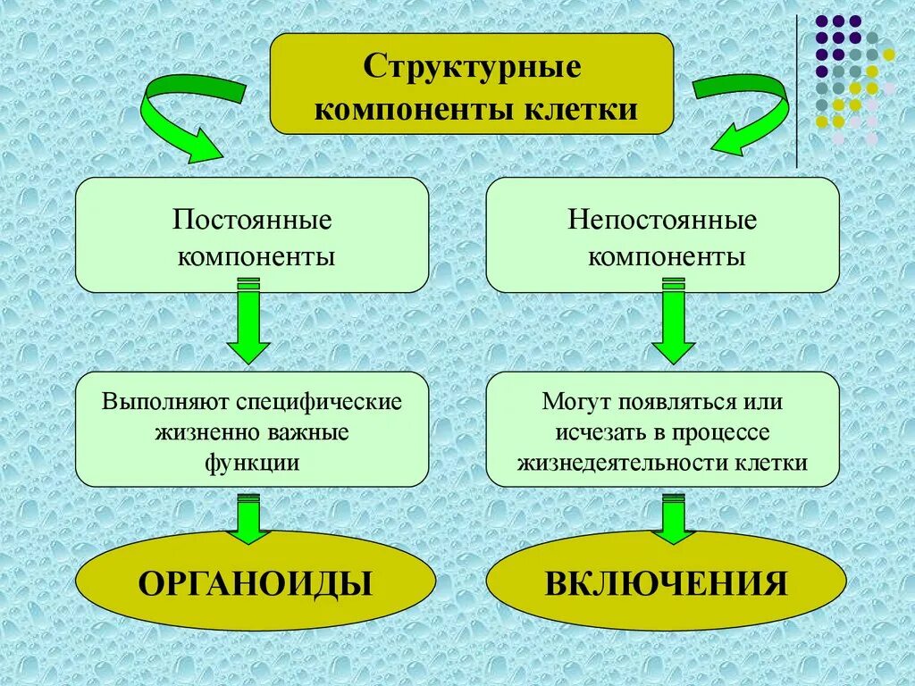 Жизненные функции клеток