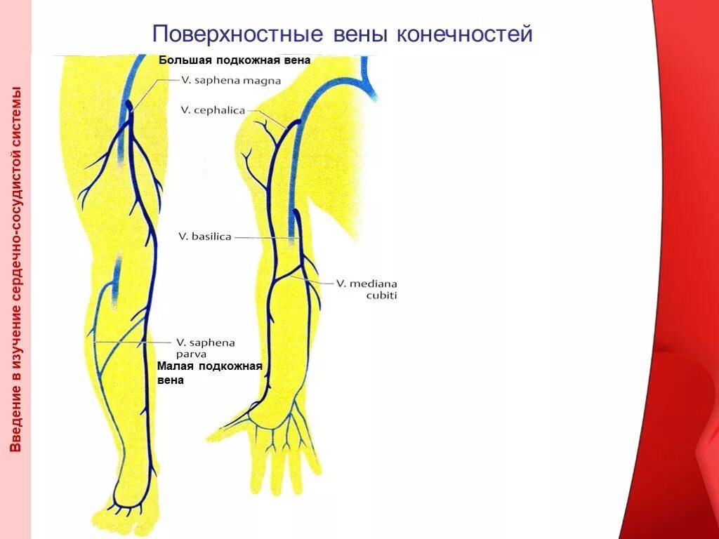 Большая малая подкожная вена