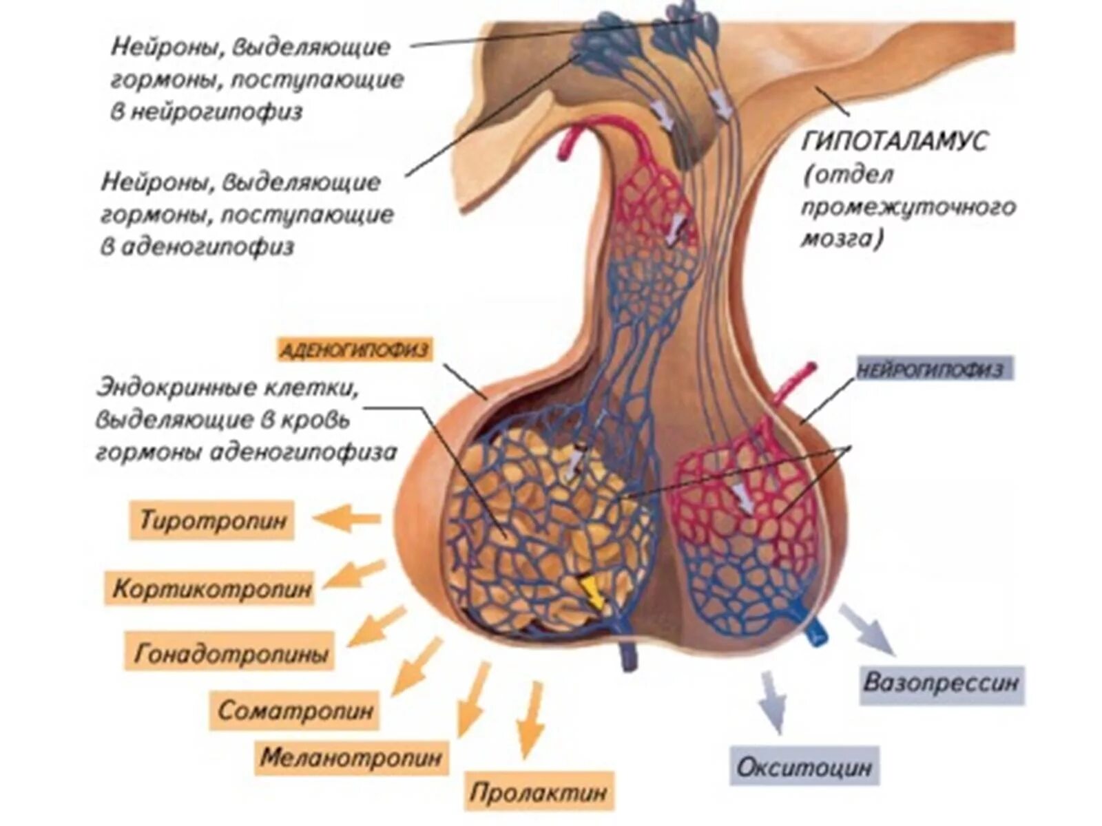 Гипофиз выделение гормонов. Гормон передней доли гипофиза соматотропин. Гипофиз строение и гормоны. Гипофиз строение вырабатываемые гормоны.