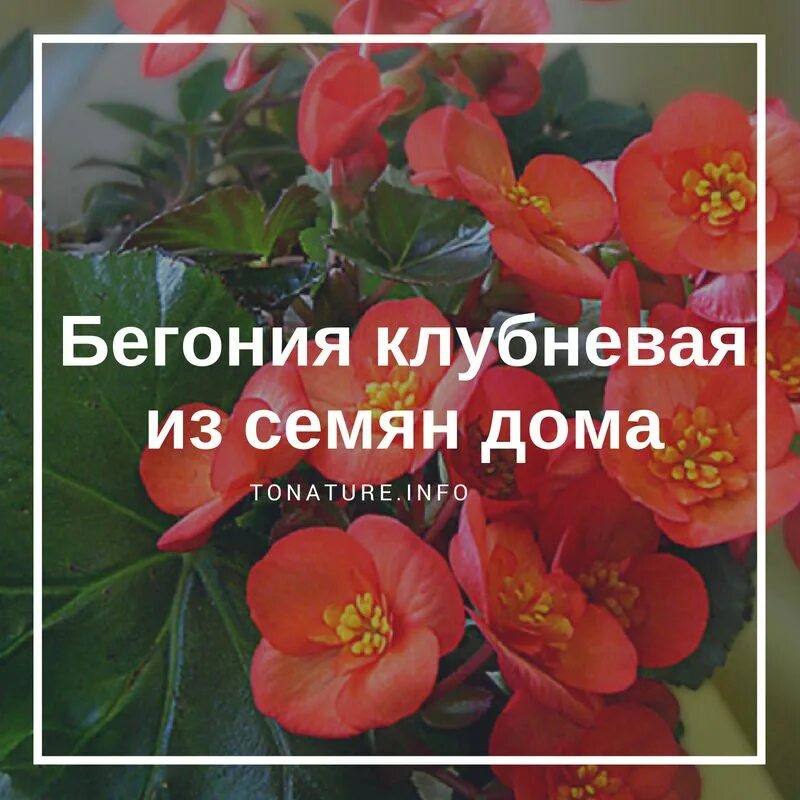 Клубневая бегония как сохранить на зиму. Бегония клубневая для открытого грунта. бегония для открытого грунта зимующая. луковица бегонии. бегония как сажать клубни.