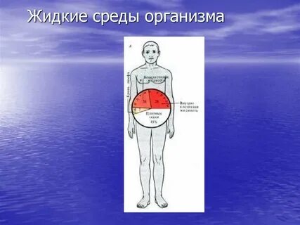 Жидкие организмы