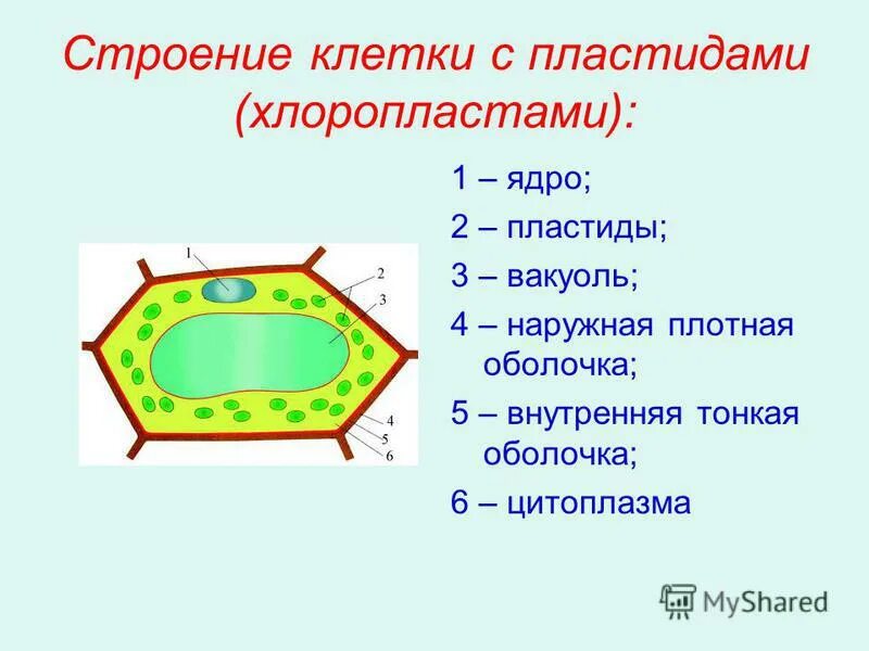 Наружная плотная оболочка