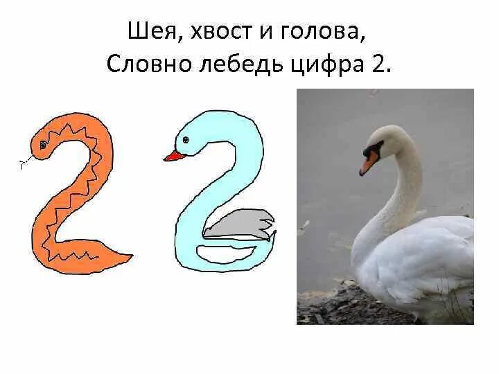 Что на что похоже 2 класс. Цифра 2 лебедь. На что похожа цифра 2. Цифра 2 в виде лебедя. Словно лебедь цифра 2.