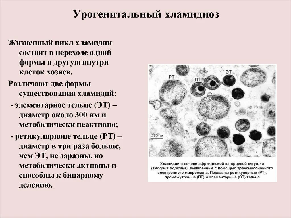 Живут хламидии. Хламидии препарат микробиология. Ретикулярное тельце хламидий. Хламидии - возбудители урогенитальных инфекций.