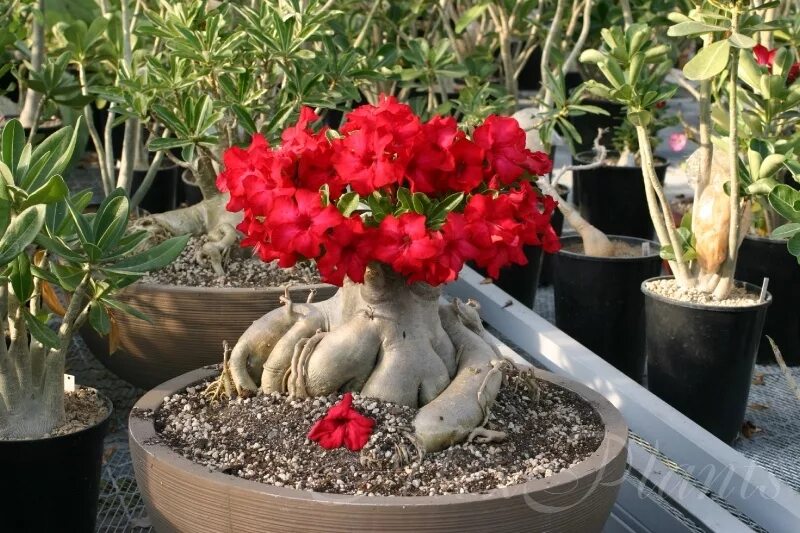 адениум siam country rose. адениума арабикум.