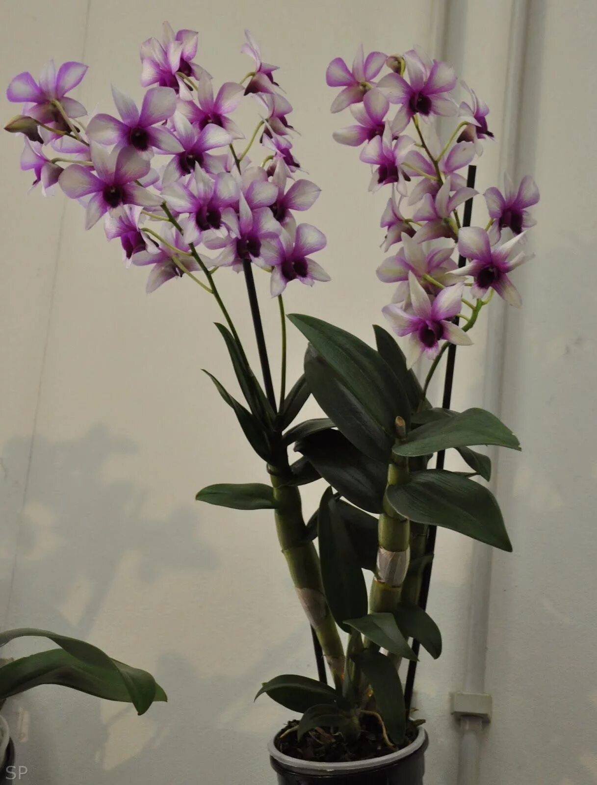 Дендробиум как ухаживать в домашних. Орхидея Дендробиум. Орхидея Дендробиум фаленопсис. Дендробиум фаленопсис.