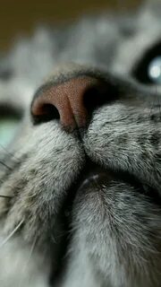 Носик котиков