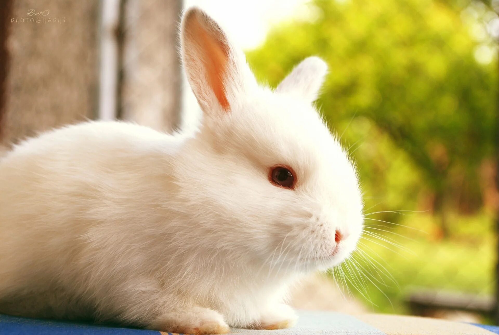 Animals rabbit. Белый кролик. Красивый кролик. Кролик фото. Белый зайчик.