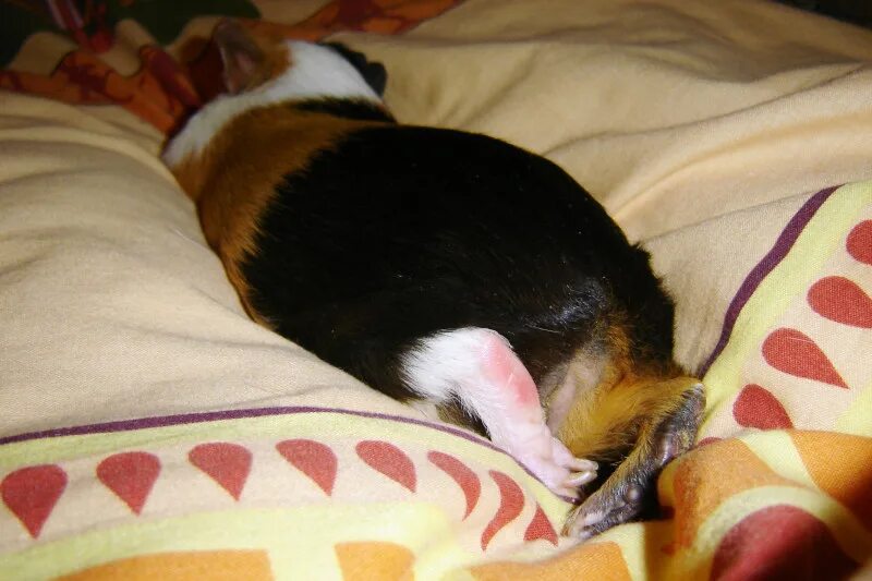 морская свинка убирает. морская свинка лежит на боку. морская свинка вытянулась. морская свинка спит. ферма морских свинок.