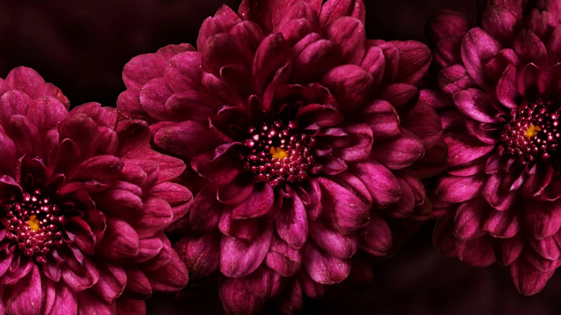 Download Wallpaper 1920x1080 bouquet, burgundy, petals, leaves Full HD 1080p HD 