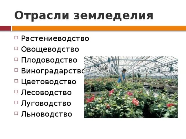Бахчеводство отрасль земледелия широко распространенная. Бахчеводство отрасль земледелия широко распространенная