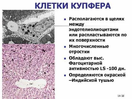 Клетки накопления