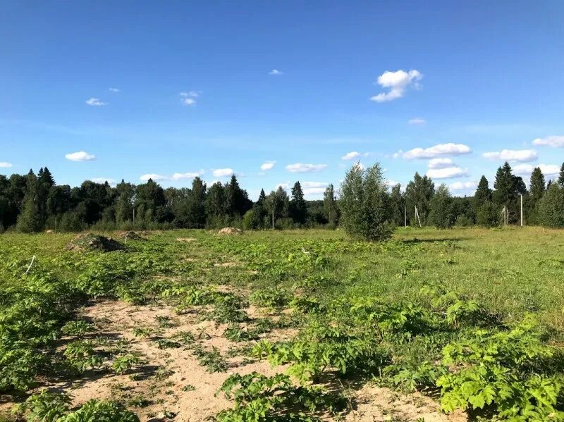 Участок 15 соток. Деревня кузнецово. Огород 35 соток. 35 соток земли. Разорено-семеновское.