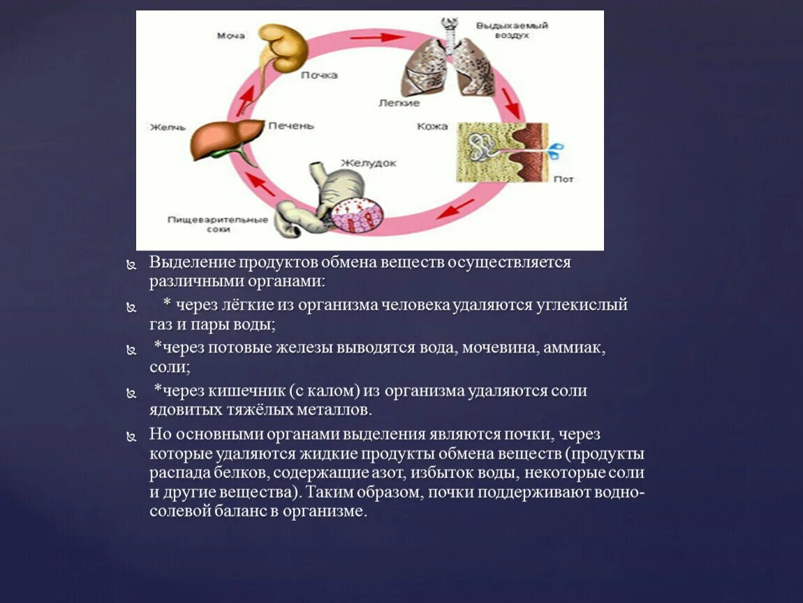 Через органы выделения из организма удаляются. Продукты обмена веществ. Выделение обмен веществ. Органы участвующие в метаболизме.