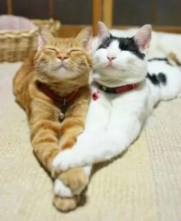 Рандом кот