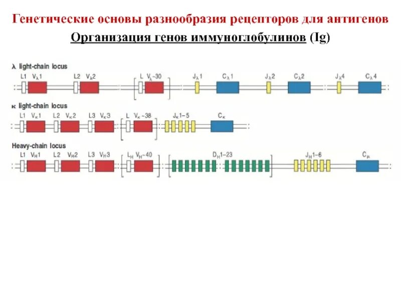 Генетическое разнообразие. Генетическое разнообразие примеры. отсутствие генетического разнообразия. гены иммуноглобулинов. отсутствие генетического разнообразия животных.
