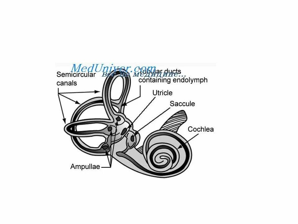 Какой цифрой обозначает вестибулярный аппарат. Вестибулярный аппарат внутреннего уха строение. Вестибулярный анализатор строение. Вестибулярный анализатор внутреннего уха. Схема строения вестибулярного анализатора.