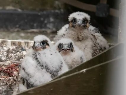 Parente Domani Assenza peregrine falcon webcam quando sostituire marca