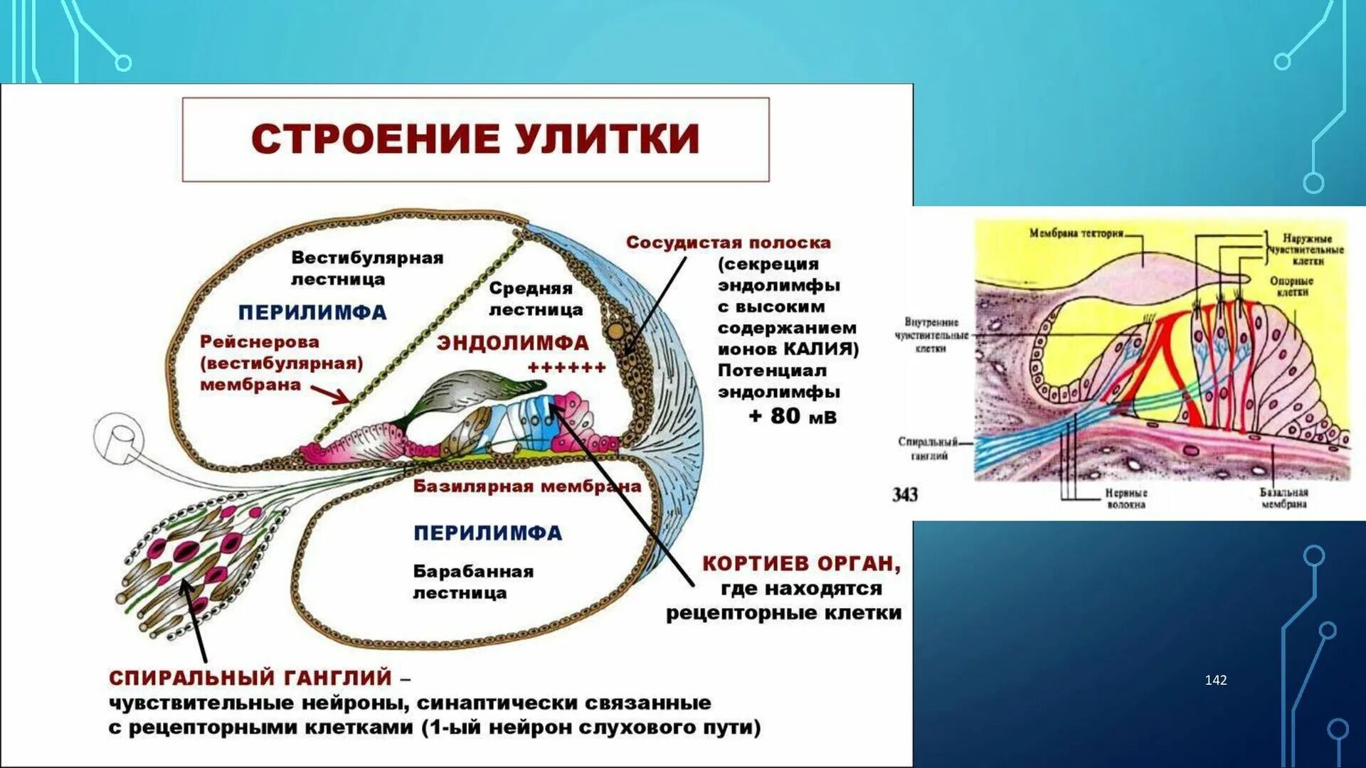 Функции ушной улитки. Строение внутреннего уха эндолимфа. анатомическая структура внутреннего уха. строение улитки внутреннего уха. слуховой анализатор строение улитки.