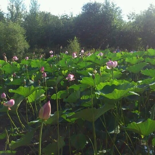 Благодатное (озеро, Хабаровский край). Озеро Благодатное Хабаровск. Село Благодатное Хабаровский край. Село Благодатное Хабаровский край озеро.