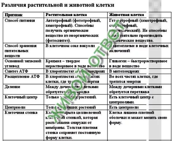 Отличие животных от растений кратко. Отличие животных от растений кратко