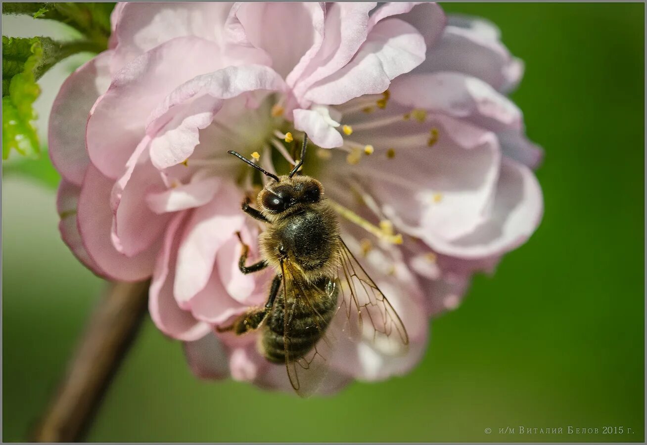 Пчела на цветке гифки. Земельные пчелы. Миндаль и пчелы. Пчела опыляет цветок. Миндаль и пчелы.